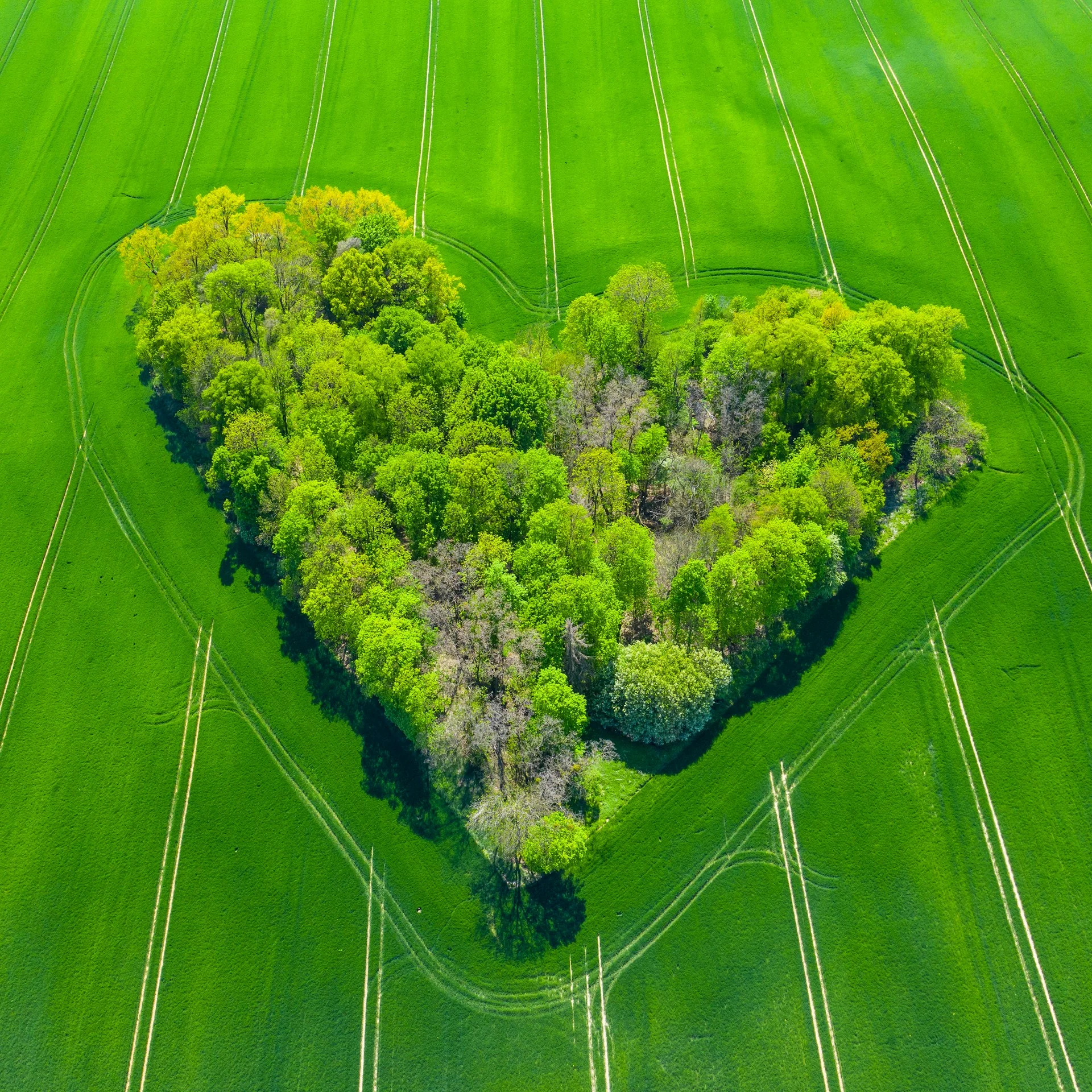 EcoFusion tim